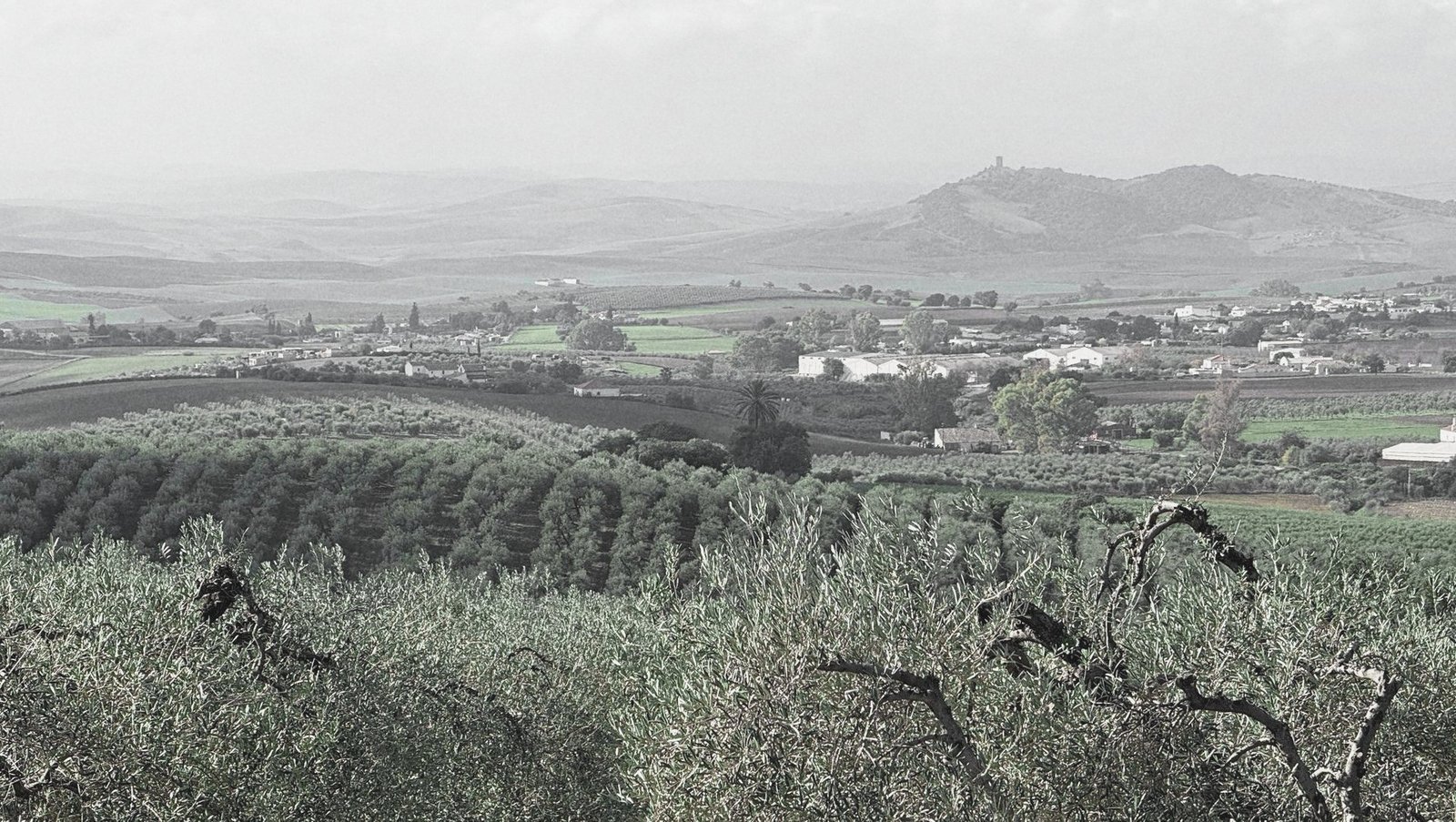 Olivares de Montellano con el castillo de Cote al fondo