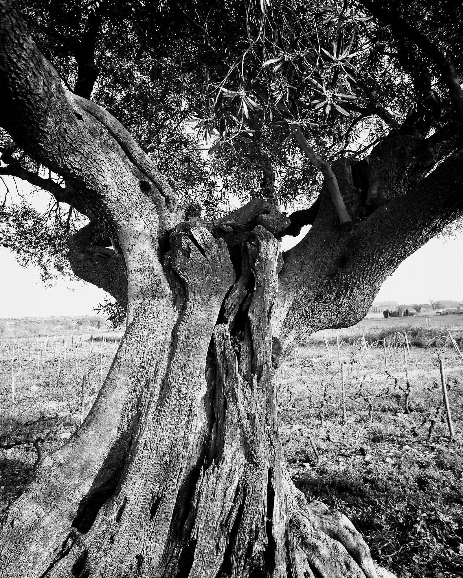 Olivo viejo de tronco retorcido, en blanco y negro