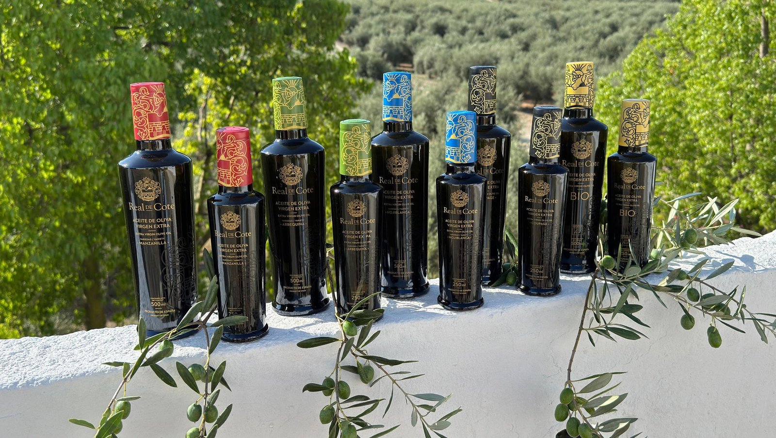 La colección de aceites Real de Cote sobre un muro encalado, con el olivar andaluz al fondo